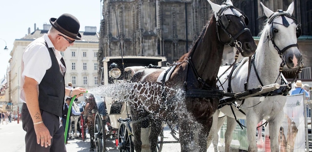 Die Fiaker mussten aufgrund der Hitze vom Stephansplatz abziehen.