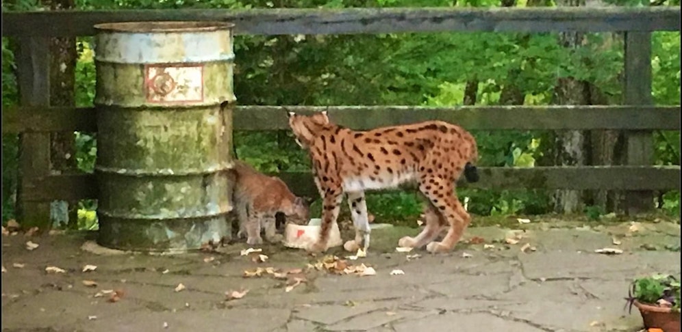 Ein Foto von einer der zahlreichen Sichtungen des Duos.