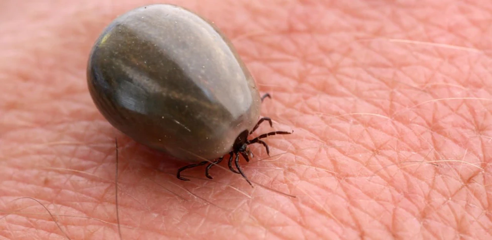 Eine vollgesogene Zecke.