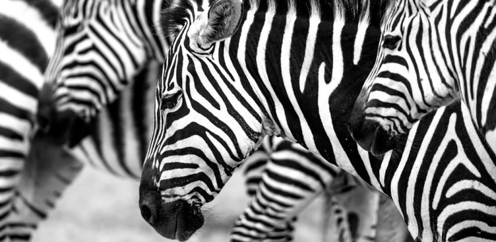 Forscher konnten in einem Experiment ihre Annahme darüber bestätigen, warum Zebras Streifen haben.