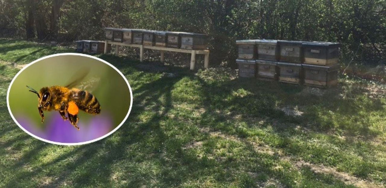 13 Bienenstöcke mitsamt Tieren gestohlen