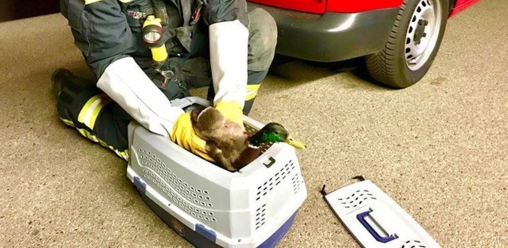 Florianis kamen verletztem Donald Duck zu Hilfe.