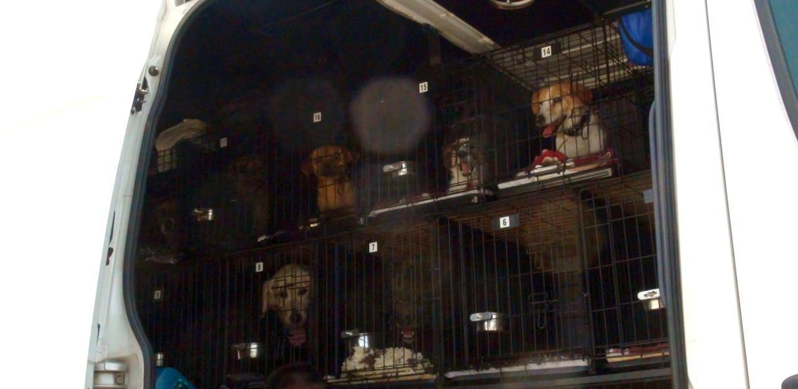 Die 27 Hunde waren in winzigen Käfigen im Minivan zusammengepfercht.