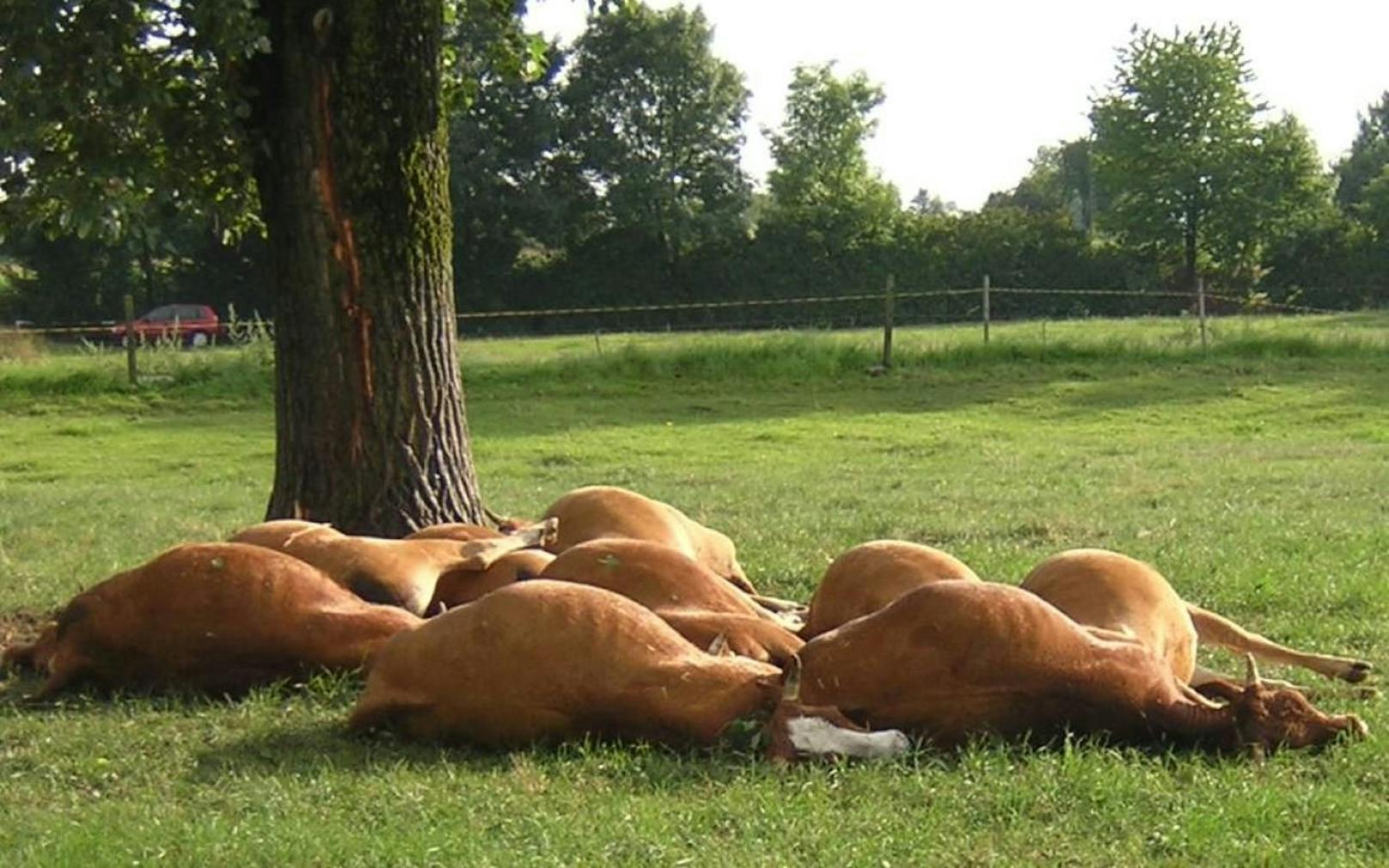 Kühe bei Unwetter durch Blitz erschlagen. Archivbild, 2008