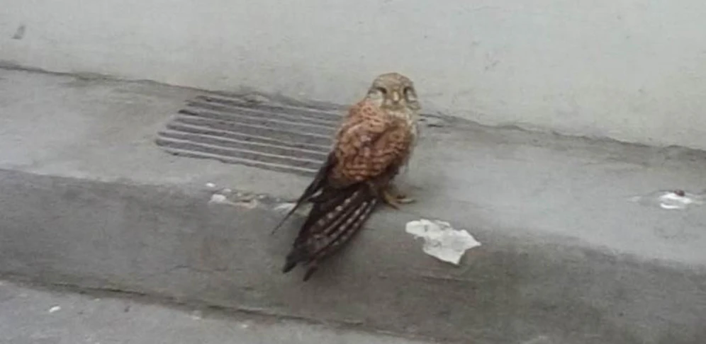 Turmfalke von Polizei vor dem Ende bewahrt.