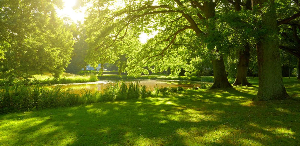 Der Jugendliche wurde in einem Park niedergestochen (Symbolbild)