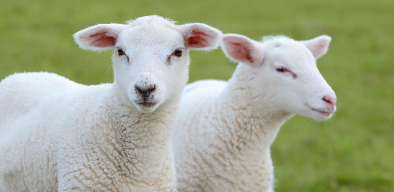 Heute.at - Sieben tote Lämmer: War ein Wolf der Täter?