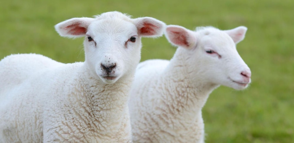 Sieben tote Lämmer sorgen im Waldviertel für Aufregung.