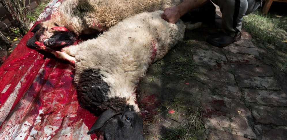 Geschächtete Schafe (Symbolbild).