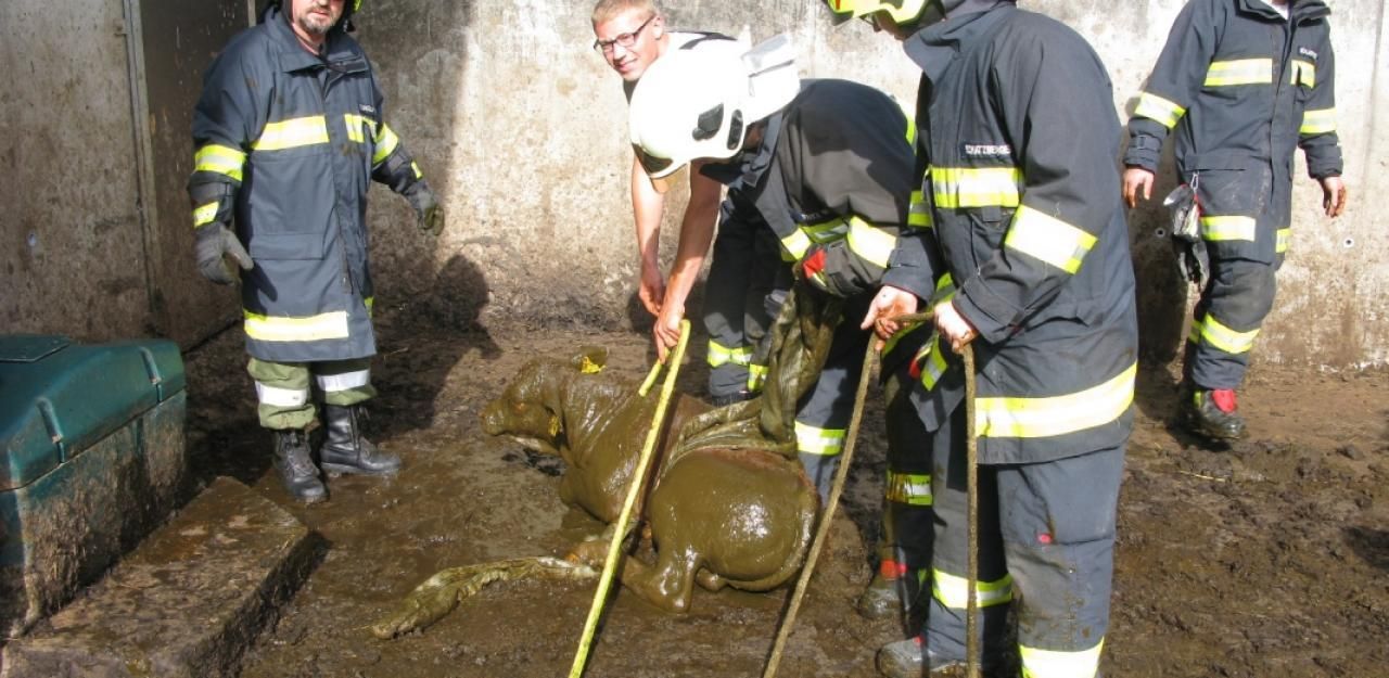 Heute.at - Tierische Aktion: Kalb aus Jauchegrube gerettet