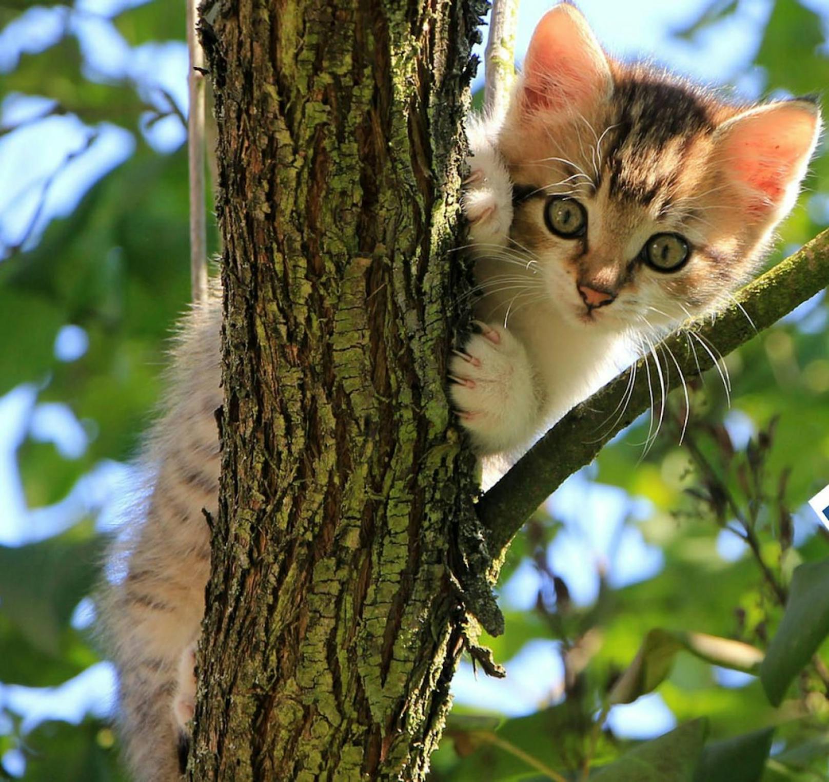 Katzen lieben den Frühling!