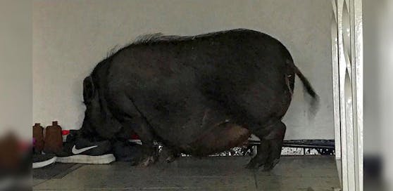 Gestatten, Hängebauchschwein Frieda.