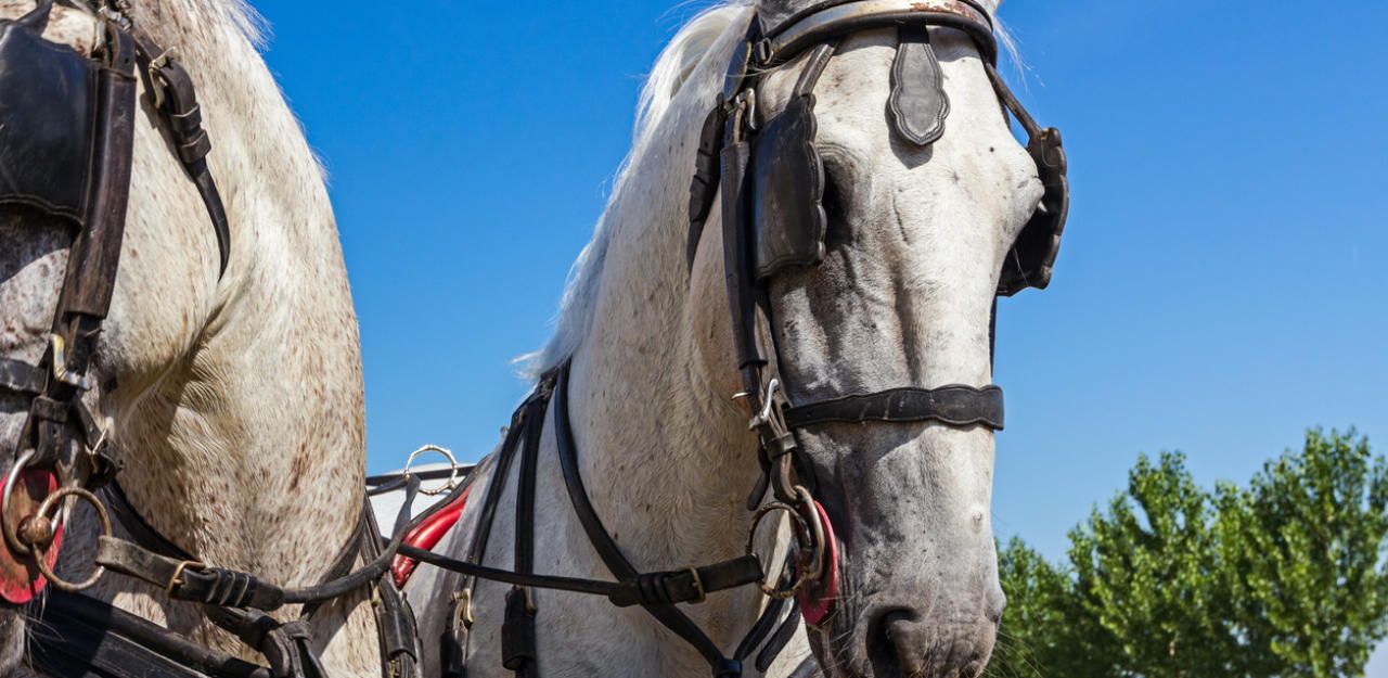 Heute.at - Pferdekutsche kippte um: 7 teils schwer Verletzte