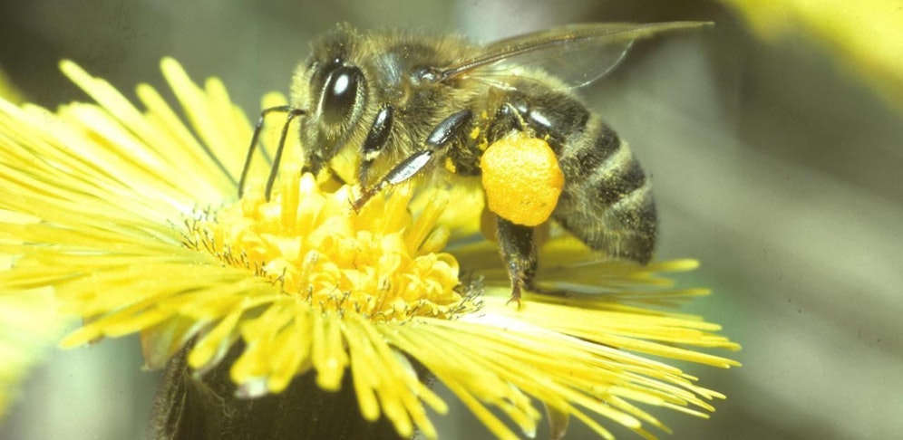 Auch Neonicotinoide, ein Killer für Bienen, wurde eingesetzt.