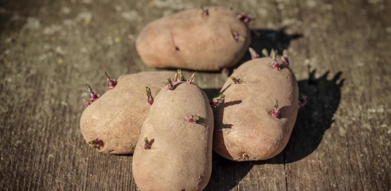 Dieser Fehler Bei Kartoffeln Kann Tödlich Sein | Heute.at