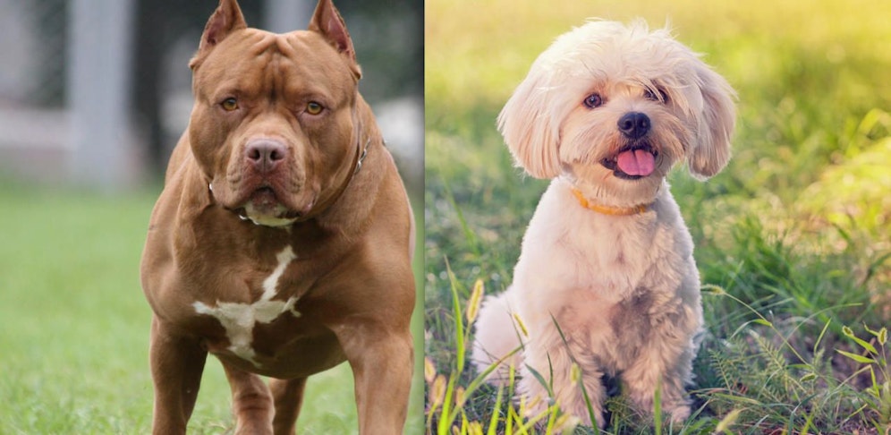 Tierdrama um Malteser: Der Tierarzt konnte das Hündchen nicht mehr retten.