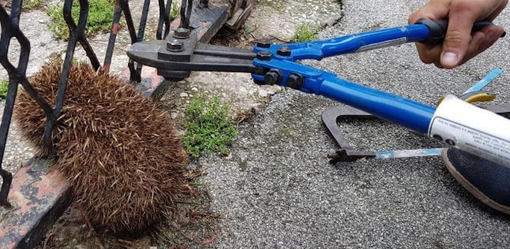 Die Feuerwehr befreite das Tier mit einem Bolzenschneider.