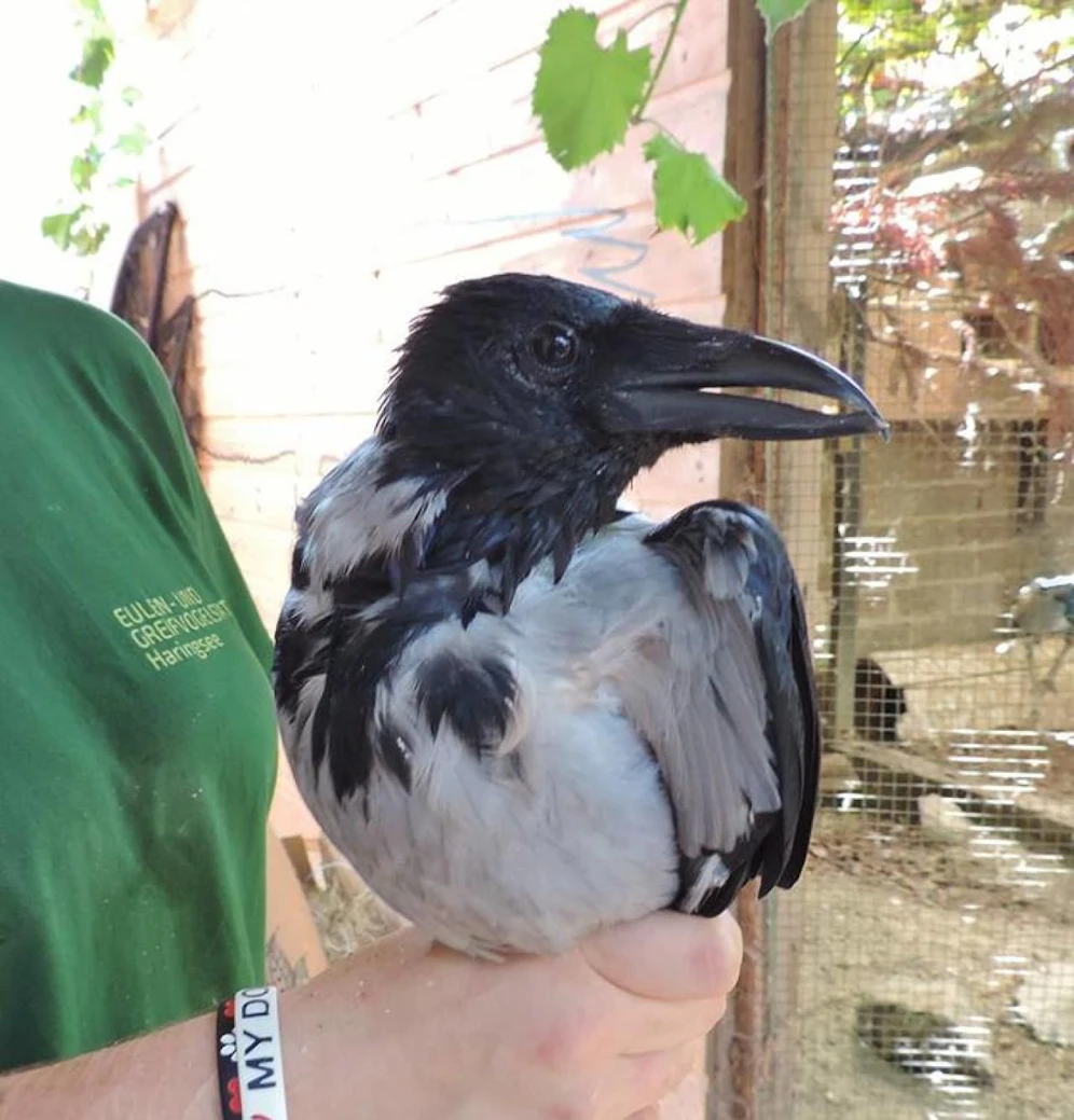 Schon im Sommer des Vorjahres wurde eine Nebelkrähe in der Greifvogelstation Haringsee aufgepäppelt.
