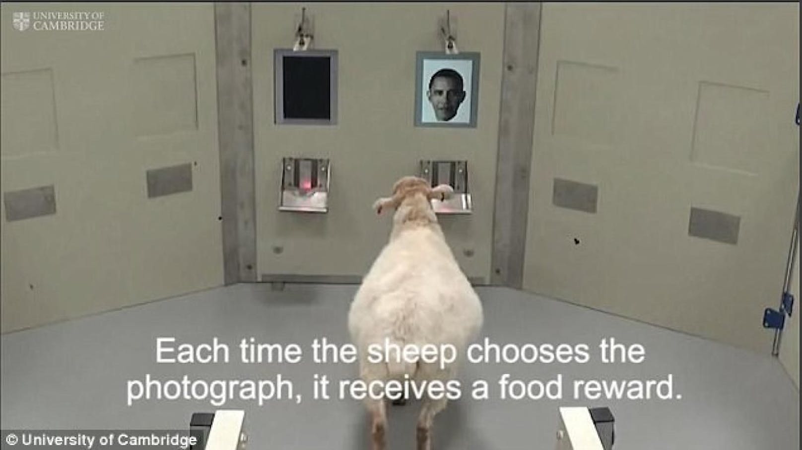 Clevere Tiere: Die Schafe erkannten beim Uni-Text fast alle Promis und bekamen dafür eine Leckerei. 