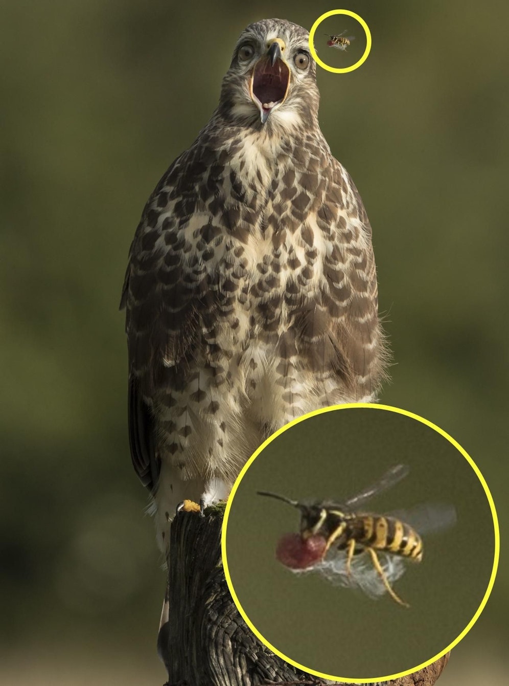 Das Essen von einer Bussard wurde von eine Wespe gestohlen. 