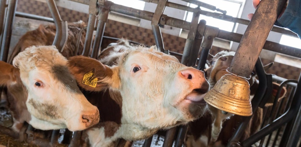 Eine trächtige Kuh attackierte einen Bauern in Rohrbach.