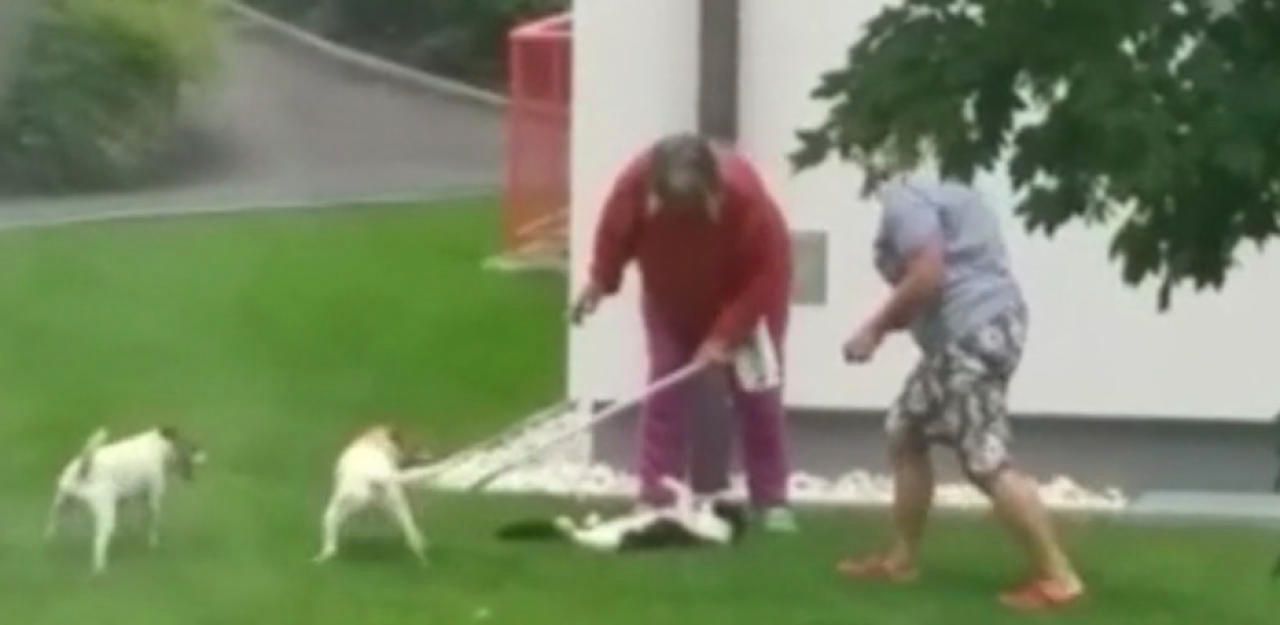 Heute.at - Video zeigt, wie Jagdhunde Kater Romeo totbissen