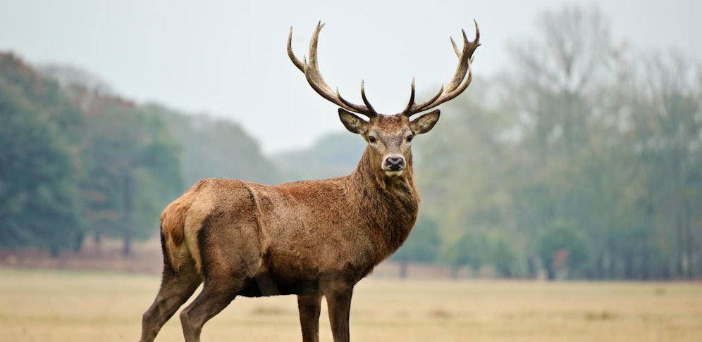 Der Hirsch lief nach dem Crash mit dem Auto des 15-Jährigen verletzt davon. 
