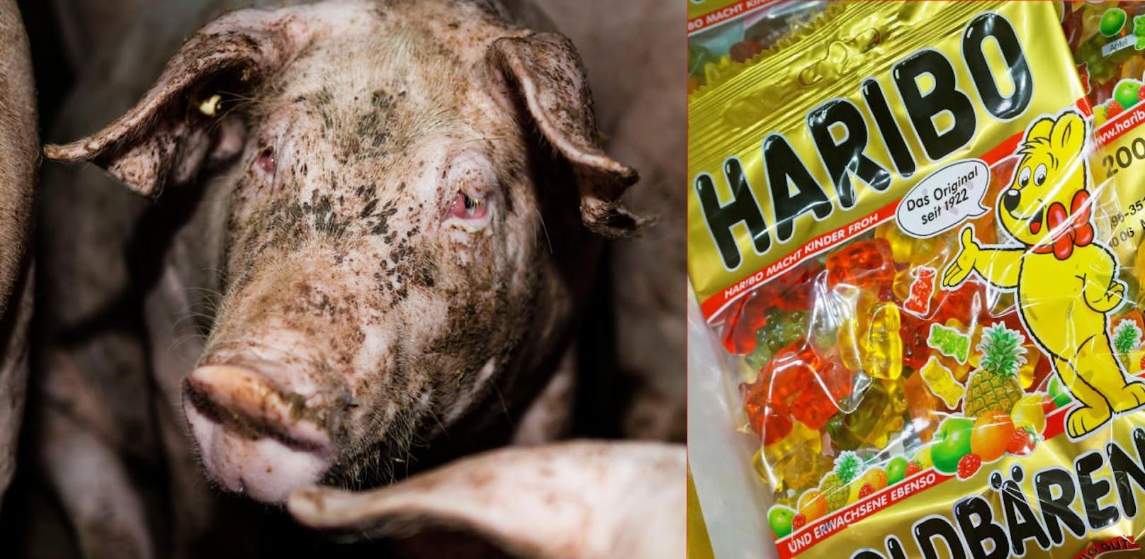 Aufgedeckt: So elendig leiden HARIBO-Schweine