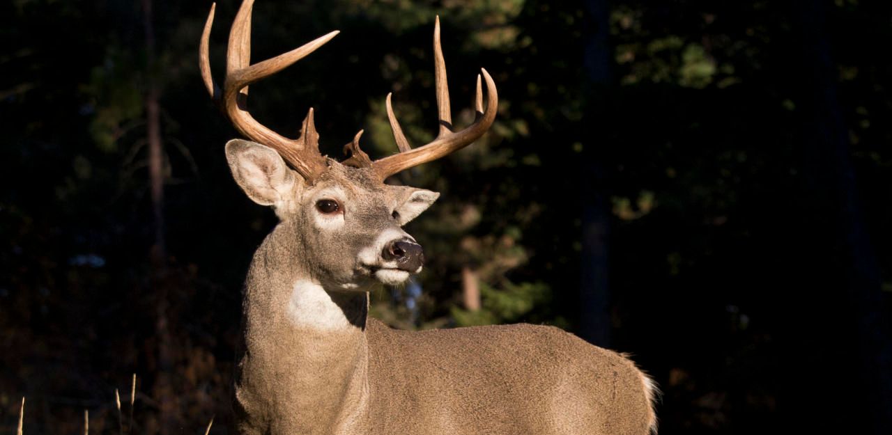 Heute.at - Jäger schießt auf Hirsch, Hirsch tötet Jäger
