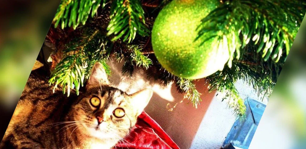 Ein "Heute"-Leser teilte dieses Foto vom Christbaum samt Vierbeiner mit unserer Community!