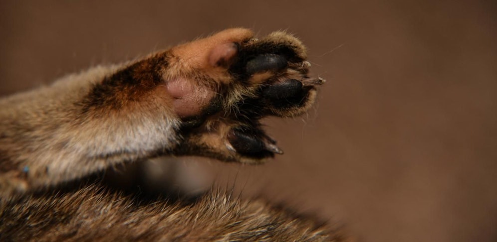In Lustenau treiben sich Tierquäler herum. 