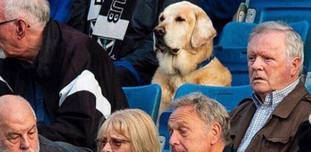 Retriever Yardley verfolgt von seinem Sitzplatz aus gebannt das Geschehen am Rasen des Pollok FC. 