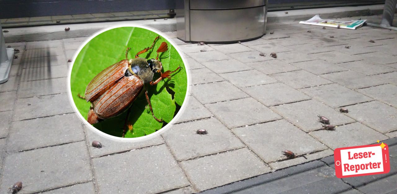 Auf den Straßen der Gemeinde sind unzählige tote Maikäfer. (Archiv-Symbolbild)