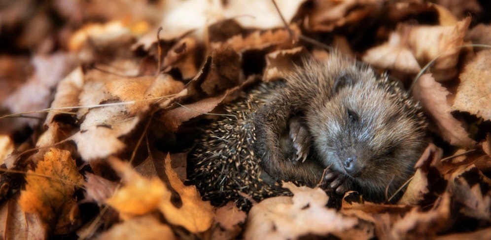 In der Herbstzeit sind Igelbabys häufig auf Hilfe angewiesen (Symbolbild) 