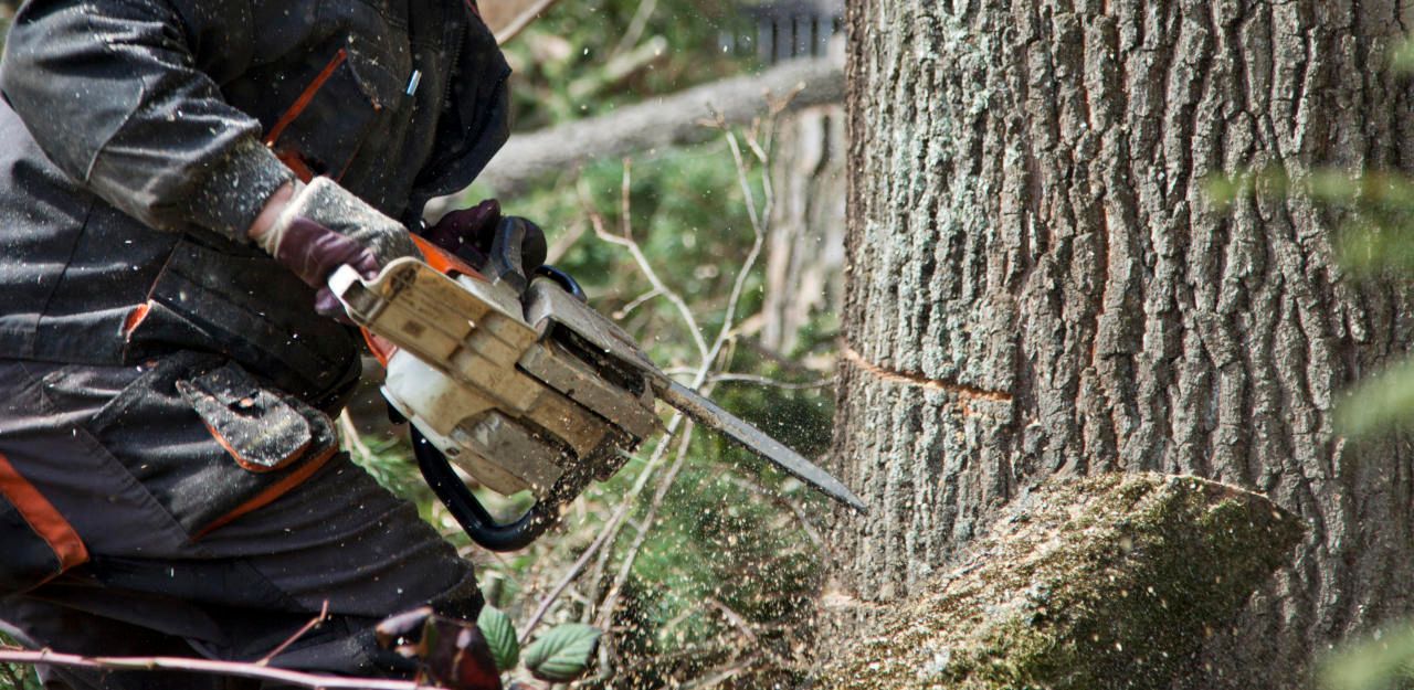 Bei den Forstarbeiten wurde ein 58-Jähriger von einem fallenden Baum im Kopfbereich erfasst.