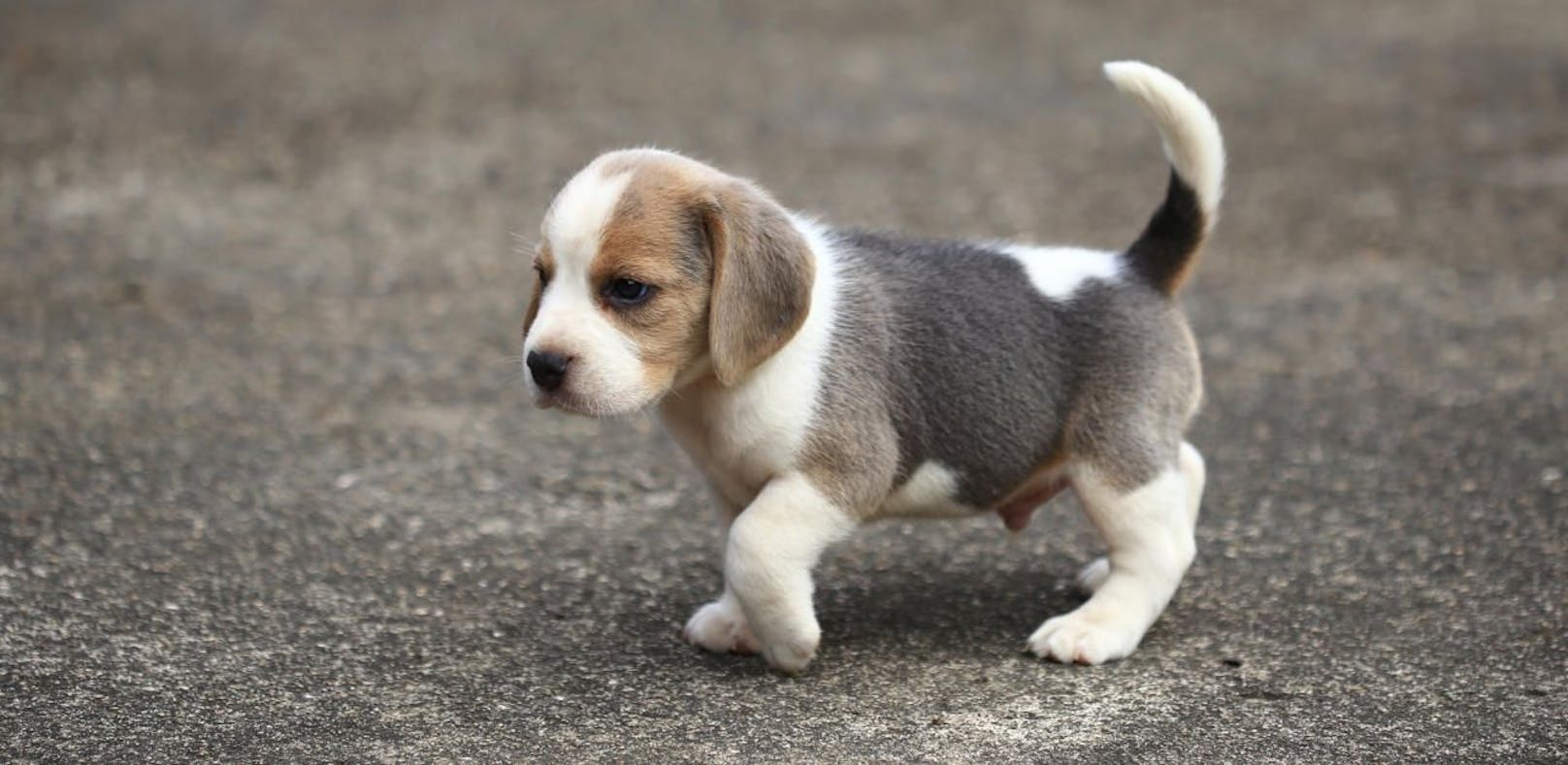 Symbolfoto eines kleinen Beagles