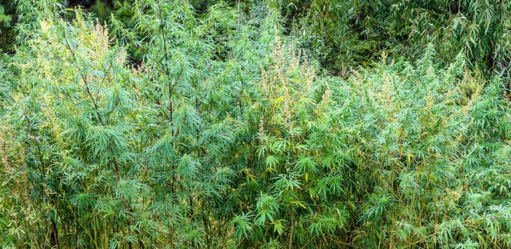 In Vorarlberg wurden drei Personen des Suchtgifthandels überführt. 