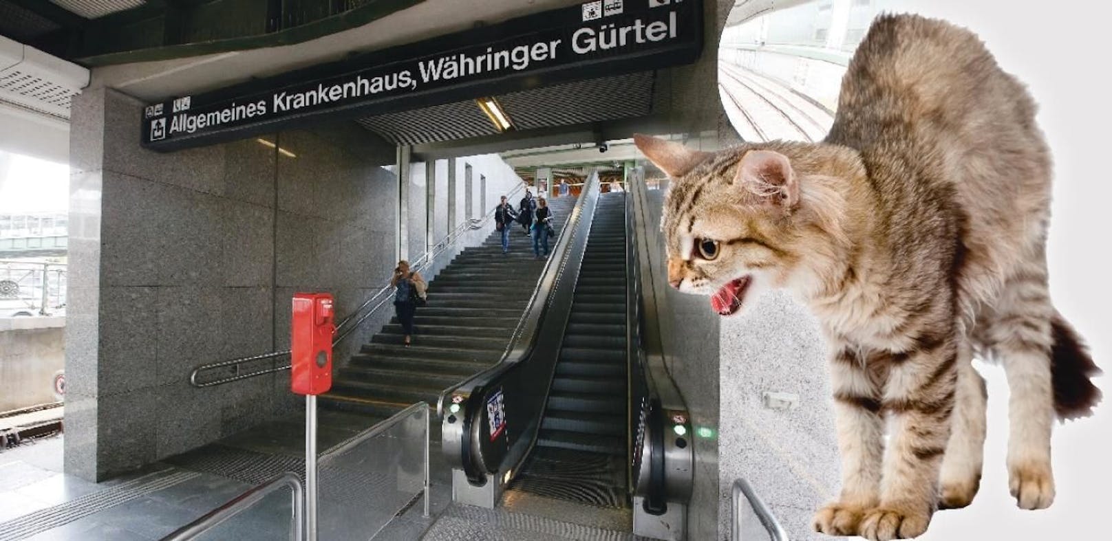 Mehrere Fahrgäste hörten bei der Rolltreppe eine Katze, alarmierten die Wiener Linien.