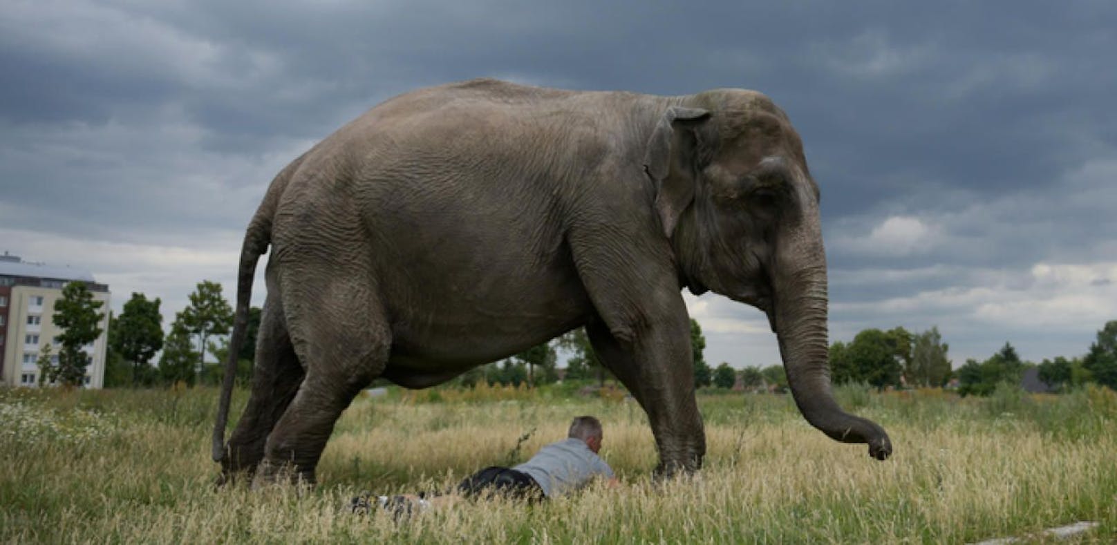 Ein Mann wurde von einem Elefanten im Schlaf getötet