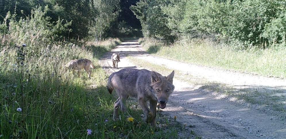 Fotoaufnahme der Jungtiere