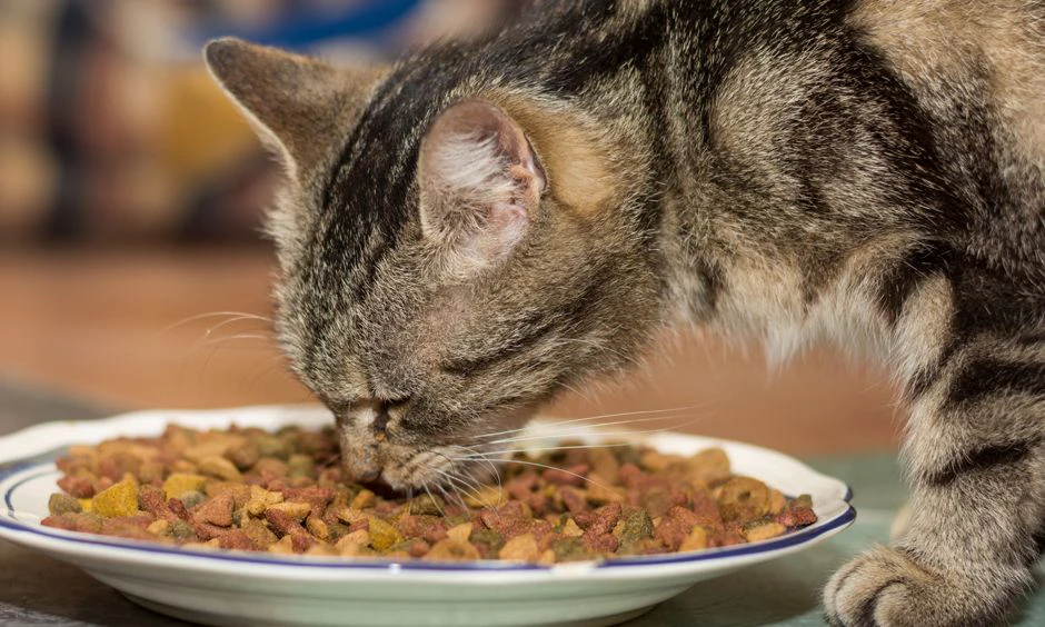 Heute.at - Kolumbianer opfert Katzen und verspeist sie danach