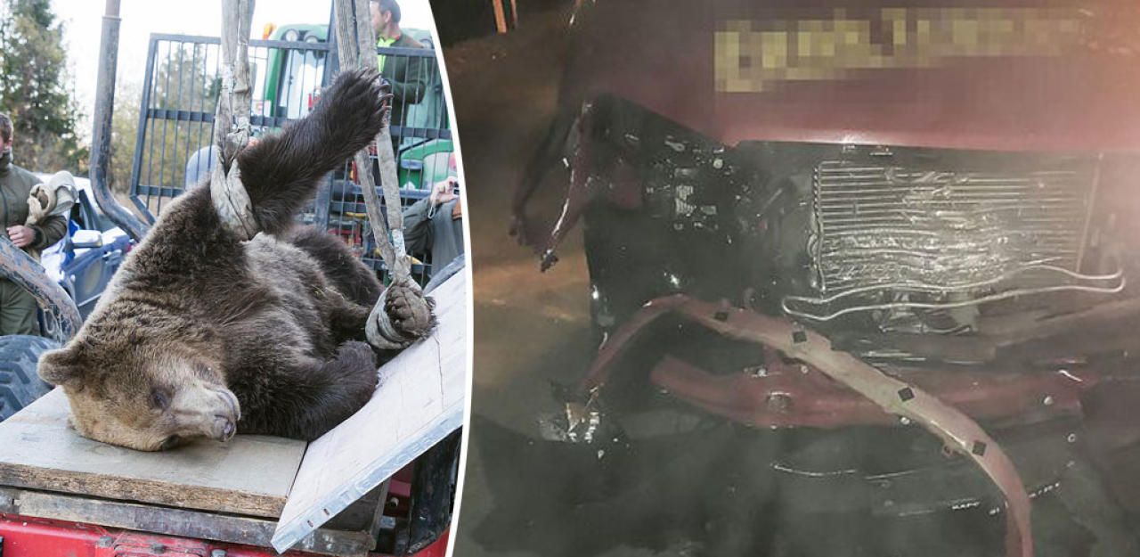 Heute.at - So zerstört ist das Auto nach der Bären-Kollision