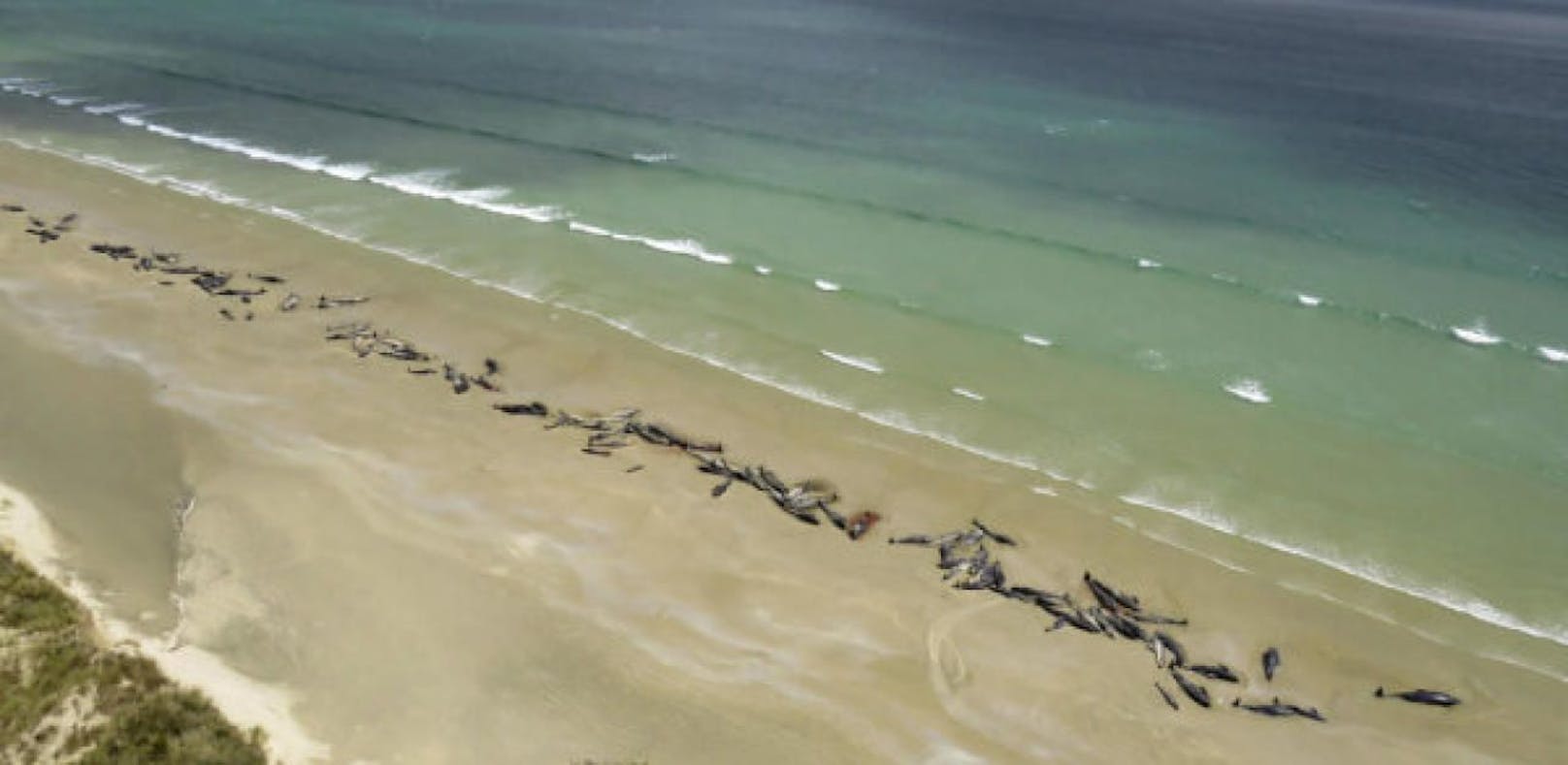 Noch ist unklar, weshalb die Herde in Neuseeland an Land getrieben wurde: Gestrandete Grindwale. (25. November 2018) (Bild: Keystone/AP/Department of Conservation)