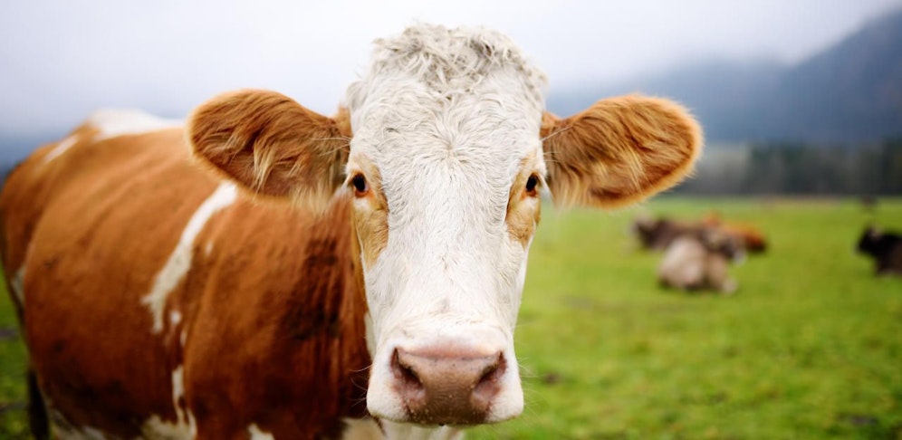 Eine 65-jährige Landwirtin aus dem Bezirk Wolfsberg wurde beim Versuch, eine Kalbin auf eine Weide zu führen, schwer verletzt.