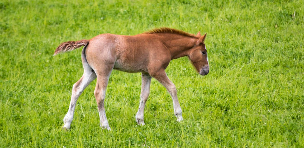 Heute.at - Wolf soll Fohlen direkt nach der Geburt getötet haben