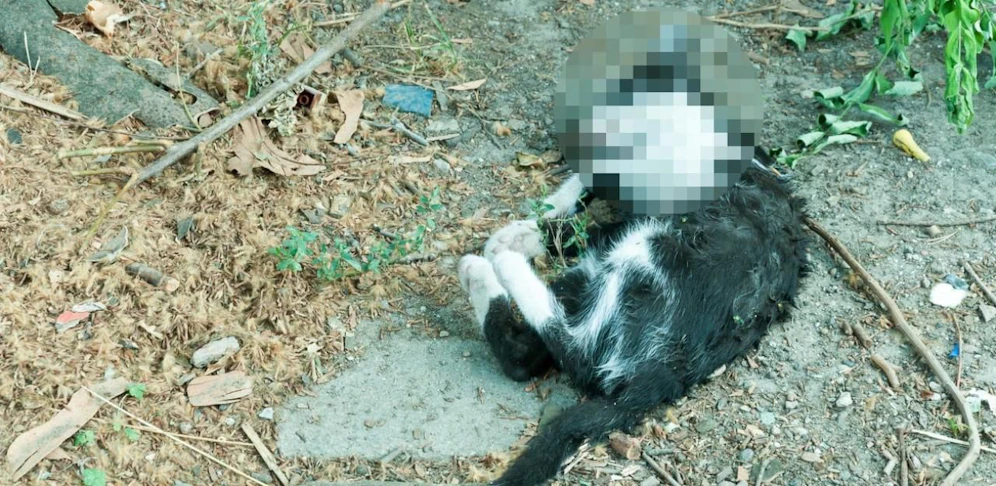 Die Katze wurde an einem Baum aufgehängt