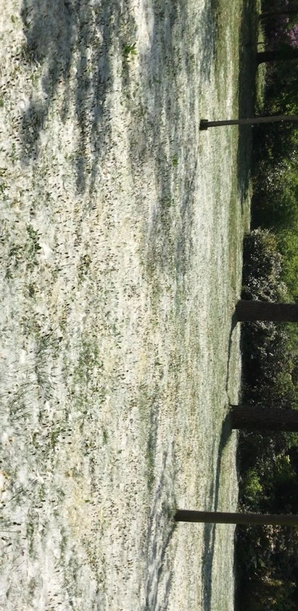 Pappelsamen im Donaupark: Ein "Heute"-Leser fotografierte das Phänomen, fühlte sich an Schnee erinnert.