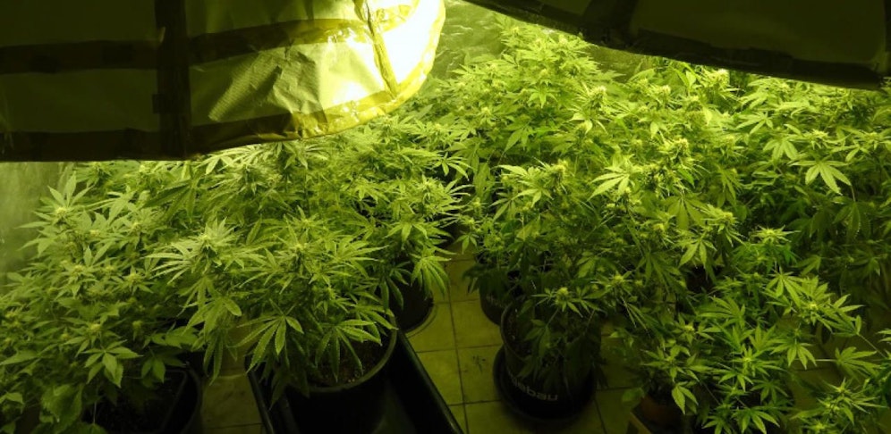 Die Polizisten stellten 100 Pflanzen sicher.