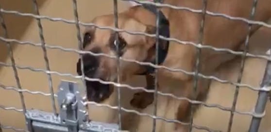 Einer der vollkommen panischen Hunde im Tierschutzverein.