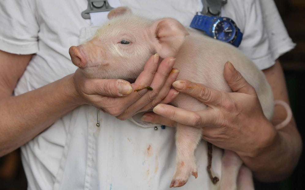 Äußerlich waren die beiden Schimären nicht von normalen Ferkeln zu unterscheiden. Symbolfoto